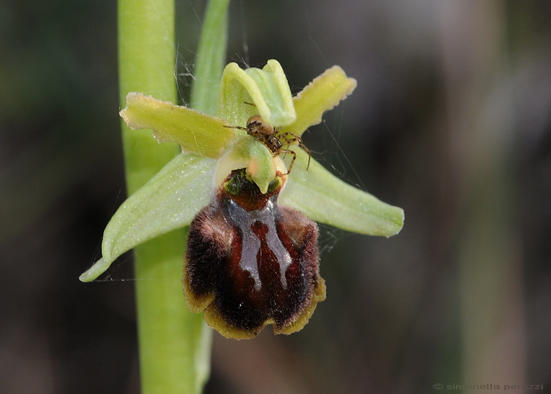 Orchidee del Chianti - Ophrys sphegodes e altre...